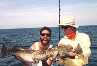 Shallow Water Grouper