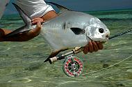 Permit caught with new hatch reel