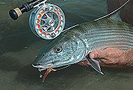 Nice bonefish caught with a hatch reel