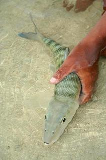 bonefish caught and released from Pesca Maya Lodge located on Mexico's Yucatan peninsula