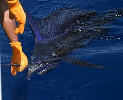 Beautiful Crocodile Bay sailfish